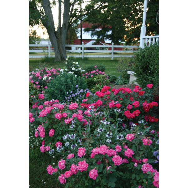 3 Gal. Pink Double  Live Rose Bush with Pink Flowers - Image 4