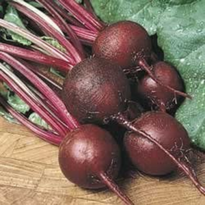 Beet Ruby Queen Great Heirloom Vegetable Seeds by  500 Seeds