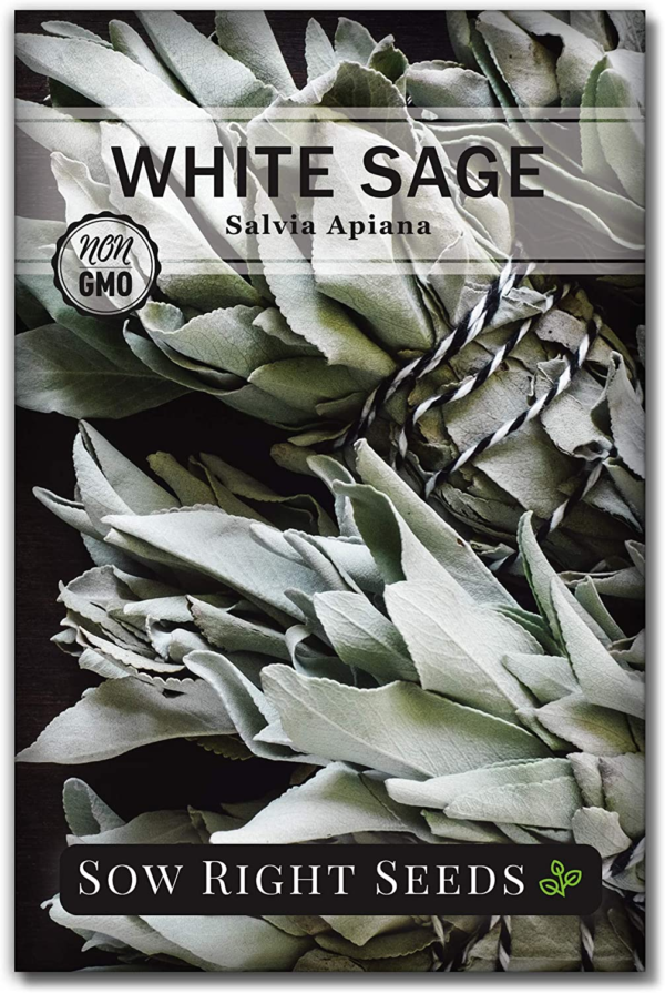 - White Sage Seed for Planting - Non-Gmo Heirloom Packet with Instructions for Planting and Growing a Home Herb Garden - Indoors or Outdoors - Make Your Own Herbal Incense (1)