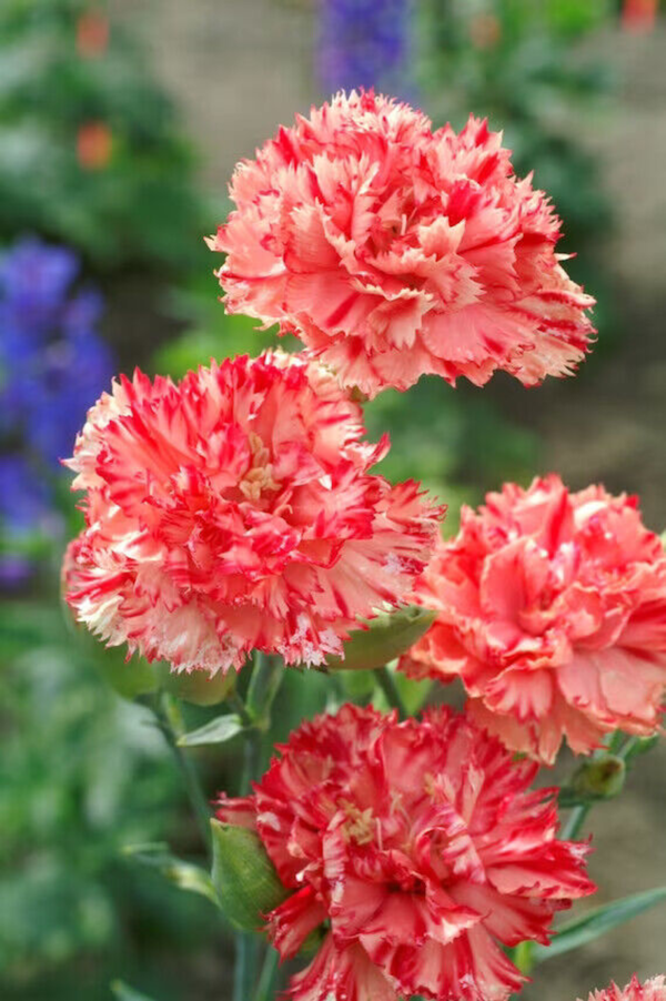 Flower Seeds - Non GMO -Variety Packs -Fresh -USA Grown Seeds - Image 117