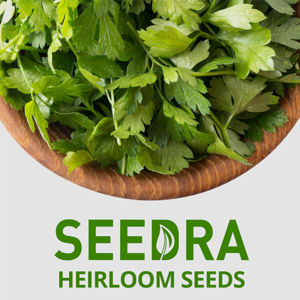 300+ Italian Flat Leaf Parsley Seeds for Indoor, Outdoor and Hydroponic Planting, Non GMO Heirloom Seeds for Home Garden - 1 Pack - Image 5