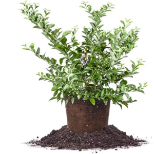 Tifblue Blueberry Live Plant, 1 Gallon, Green