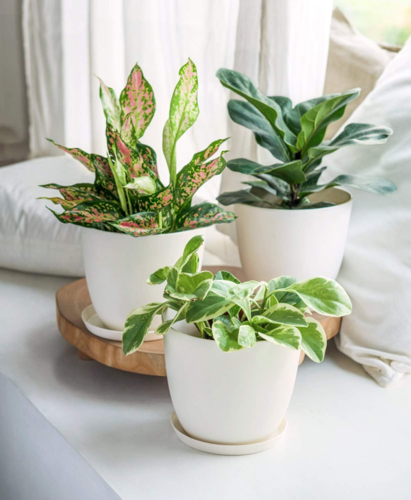 7.5" Plastic Plant Pots with Saucers, Indoor Set of 5, Cream White - Image 4