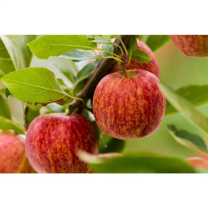 3 Ft. Honeycrisp Apple Tree with Large Delicioulsy Sweet Fruit Perfect for Eating Fresh
