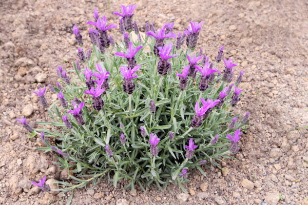 Seedville 100 French Lavender Plant Seed, Drought Tolerant - Image 5