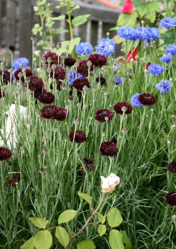 Flower Seeds - Non GMO -Variety Packs -Fresh -USA Grown Seeds - Image 94