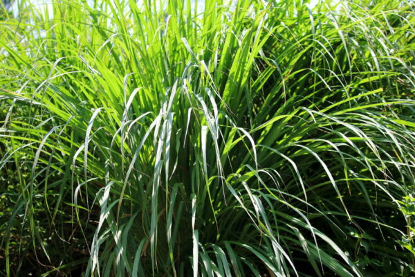 100 Seeds LEMONGRASS East Indian Lemon Grass Fragrant Edible Cymbopogon Seeds - Image 9