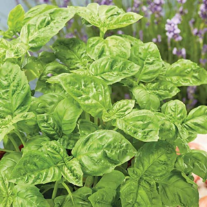 Basil Herb Plant Seeds, Easy to Grow, Variety of Colors, Spring Garden, Sweet Basil, Pack of 100