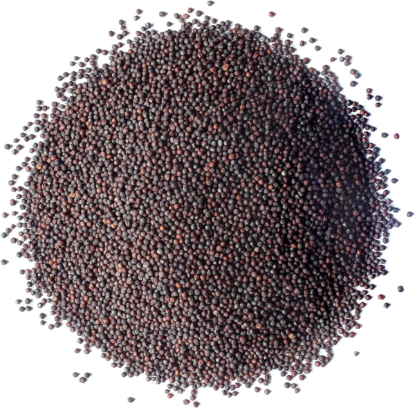 Broccoli Seeds for Sprouting, 2.5 Pounds – Vegan, Kosher, Sirtfood, Bulk. Rich in Sulforaphane, Vitamin C, Vitamin A. Great for Growing Sprouts, Microgreens. High Germination Rate - Image 3