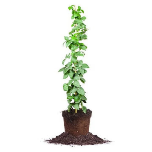 Ouachita Blackberry Bush Live Plant in 1 Gal Pot, Thornless Sweet Fruit