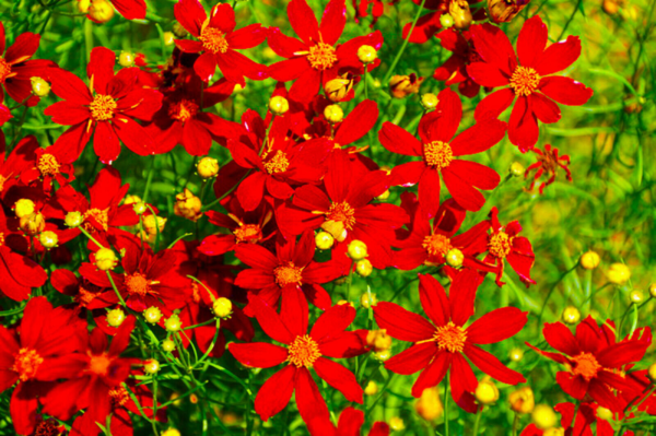Coreopsis Red Dwarf (Coreopsis Tinctoria) Flower Seeds 1000 + US FREE SHIPPING! - Image 4