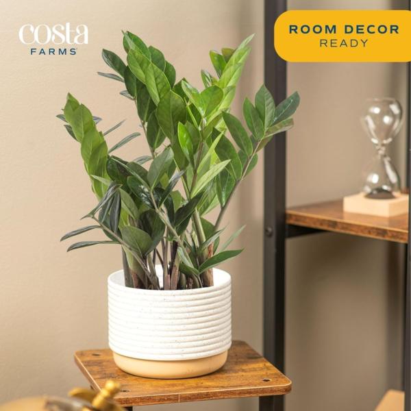 ZZ Plant, Live Indoor Houseplant in Modern Decor Planter, Natural Air Purifier in Potting Soil, Gift for Plant Lovers, Birthday Gift, Tabletop Living Room Decor, Desk Decor, 12-Inches Tall - Image 4