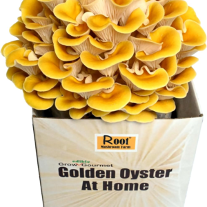 —Golden Oyster Mushroom Grow Kit