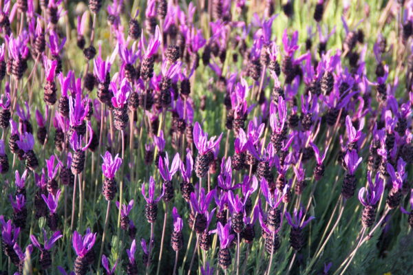 Seedville 100 French Lavender Plant Seed, Drought Tolerant - Image 2