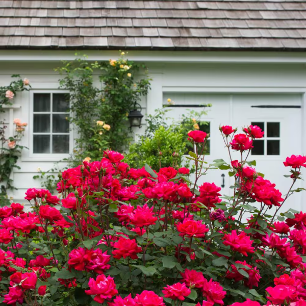 1 Gal. Red Double  Rose Bush with Red Flowers - Image 4