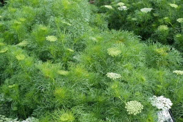 Flower Seeds - Non GMO -Variety Packs -Fresh -USA Grown Seeds - Image 122