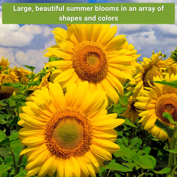- Large Sunflower Seed Collection for Planting - 6 Varieties of Sunflowers to Attract Pollinators - Non-Gmo Heirloom Packet with Instructions to Plant & Grow - Giant Summer Blooms - Image 4