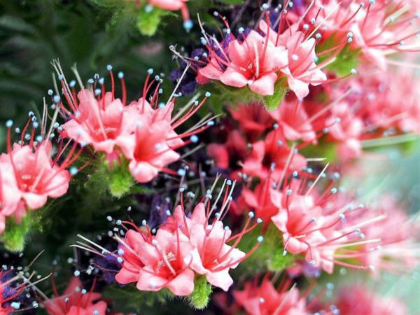 Tower of Jewels 25 Red Bugloss Flower Seeds, Maroon and Ruby Red Blooms - Image 3