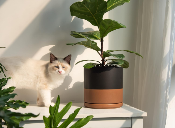 8 Inch Ceramic Planter Pot with Drainage Hole and Saucer, Indoor Cylinder round Planter Pot, Black/Speckled Tan, 94-O-D-7 - Image 5