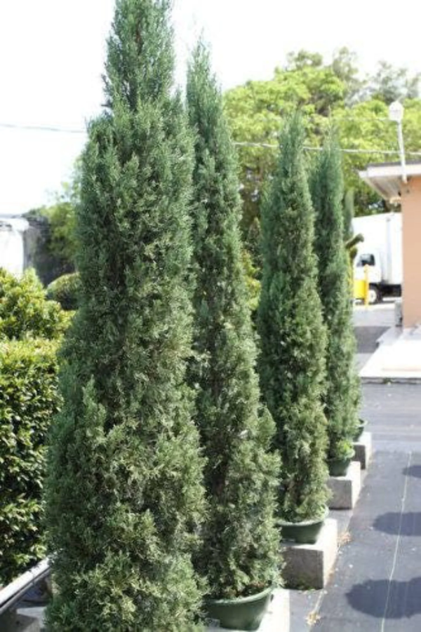 20 MEDITERRANEAN CYPRESS TREE Green Spire / Pencil Pine / Indian Cedar Cupressus Sempervirens Stricta Seeds - Image 9