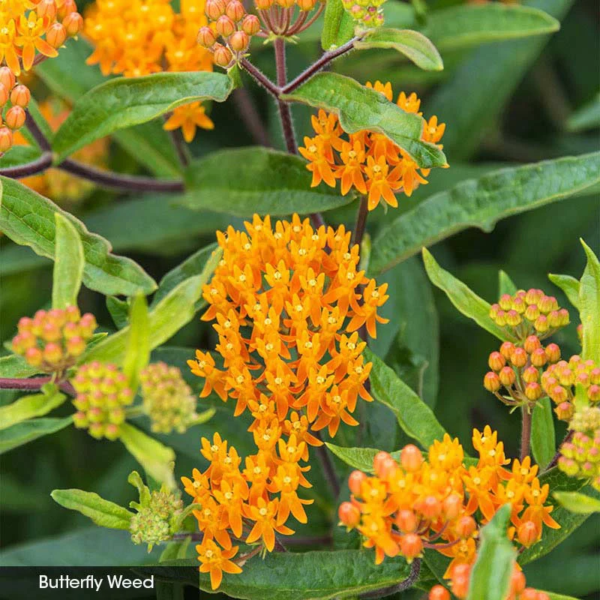 Native Milkweed Selections - Image 3