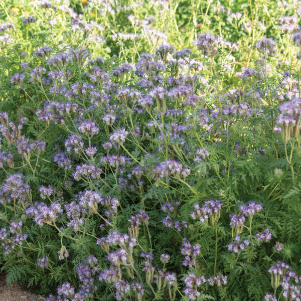 Flower Seeds - Non GMO -Variety Packs -Fresh -USA Grown Seeds - Image 76
