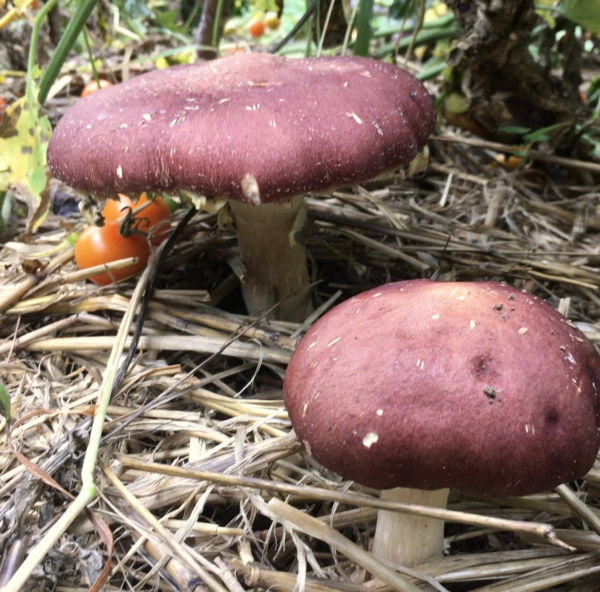 Organic Wine Cap Mushroom Sawdust Spawn - Image 2