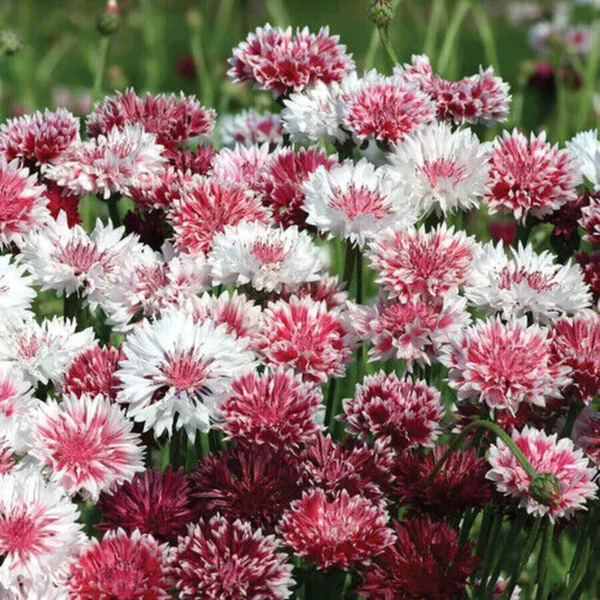 Flower Seeds - Non GMO -Variety Packs -Fresh -USA Grown Seeds - Image 42
