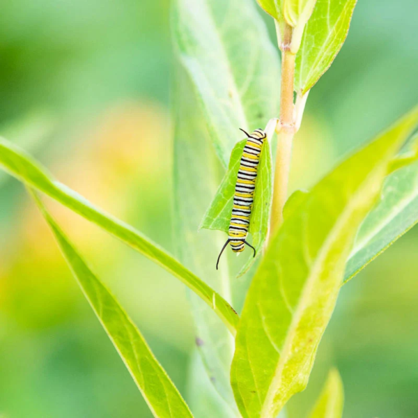 Native Milkweed Selections - Image 5