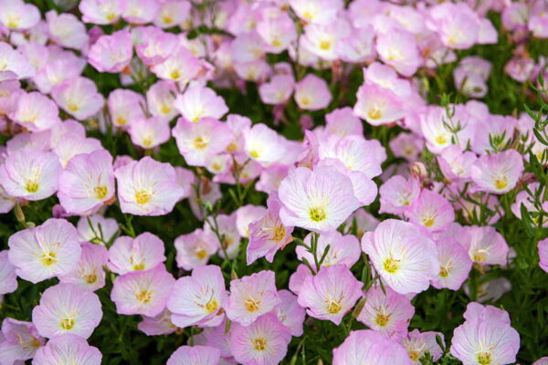 1000 Showy PINK EVENING PRIMROSE (Pink Ladies / Mexican Evening) Oenothera Speciosa Flower Seeds - Image 3
