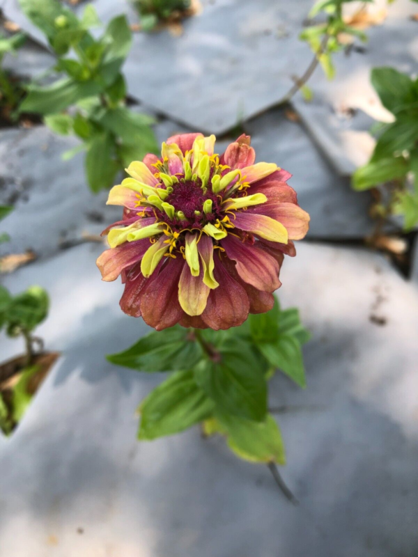 Flower Seeds - Non GMO -Variety Packs -Fresh -USA Grown Seeds - Image 114