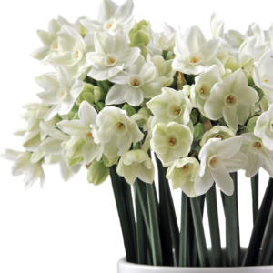 Narcissus Paperwhite 'Ariel' Plant Bulbs (20 Pack) - Large Flower Bulbs for Indoor Forcing at Home, Fragrant Holiday Blooms