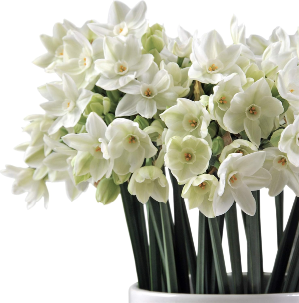 Narcissus Paperwhite 'Ariel' Plant Bulbs (20 Pack) - Large Flower Bulbs for Indoor Forcing at Home, Fragrant Holiday Blooms