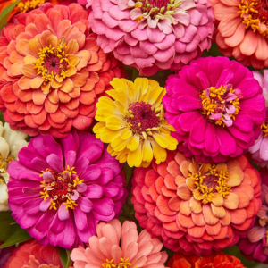 Cut & Come Again Zinnia Seeds 175 Seeds