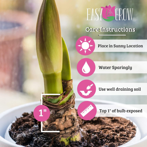 Amaryllis 'Snow Drift' (5 Pack) Large Plant Bulbs for Indoor Forcing - White & Cream Double Flowering Blooms, Professionally Grown from - Image 3