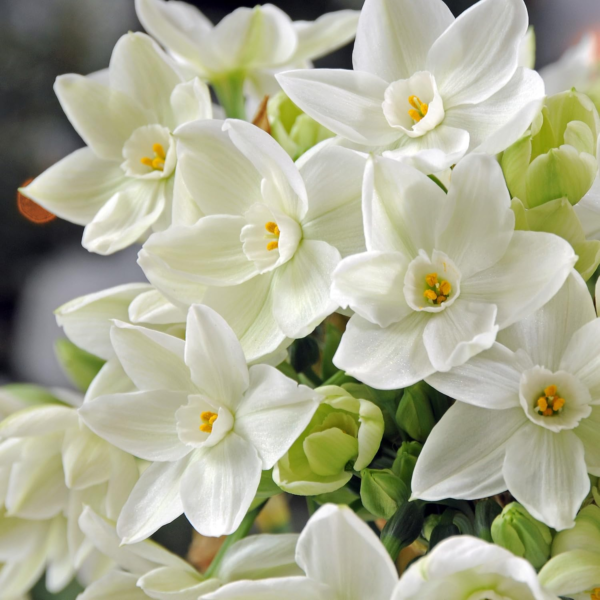 Narcissus Paperwhite 'Ariel' Plant Bulbs (20 Pack) - Large Flower Bulbs for Indoor Forcing at Home, Fragrant Holiday Blooms - Image 2