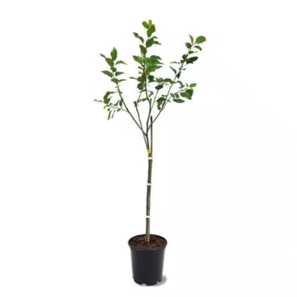 3 Ft. Golden Delicious Apple Tree with Honeyed Sweet Light Gold Fruit - Image 3