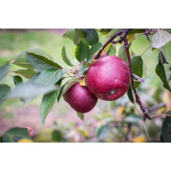 3-In-1 Apple Jubilee Tree Bare Root - Image 7