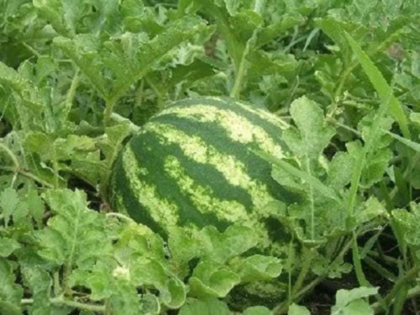 100 * SEEDS * Crimson Sweet Watermelon Citrullus Lanatus Fruit Melon Seeds - Image 2