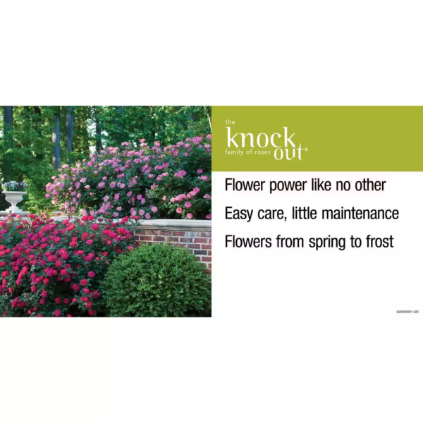 1 Gal. Red Double  Rose Bush with Red Flowers - Image 12