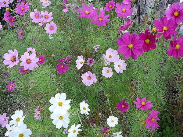 350 Cosmos Sensation Flower Seed, Attracts Bees and Butterflies - Image 9