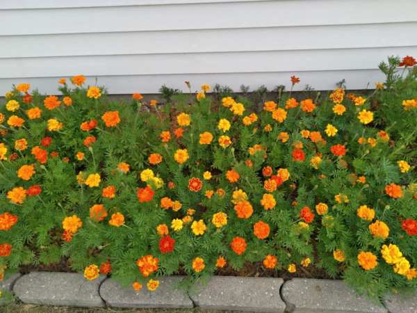 Mixed Marigold Flower Seeds, Yellow, Orange & Red, 500 Seeds, Fresh, 2024 - Image 5