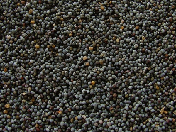 Flower Seeds - Non GMO -Variety Packs -Fresh -USA Grown Seeds - Image 5