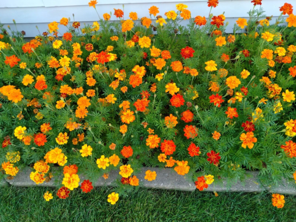 Mixed Marigold Flower Seeds, Yellow, Orange & Red, 500 Seeds, Fresh, 2024