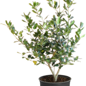 Nellie Stevens Holly Trees- Dense Evergreen Privacy Trees with Advanced Root Systems, Not Seeds or Saplings- Large, Tall Holly Trees - 2-3 Ft. - Cannot Ship to AZ