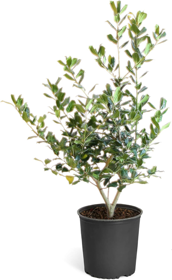 Nellie Stevens Holly Trees- Dense Evergreen Privacy Trees with Advanced Root Systems, Not Seeds or Saplings- Large, Tall Holly Trees - 2-3 Ft. - Cannot Ship to AZ