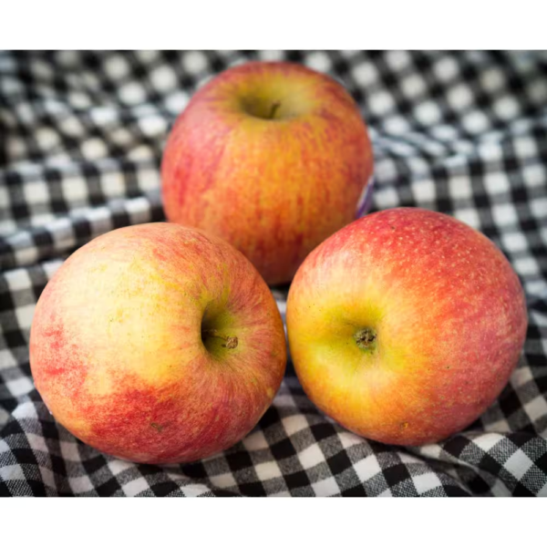 Dwarf Fuji Apple Tree Bare Root - Image 4