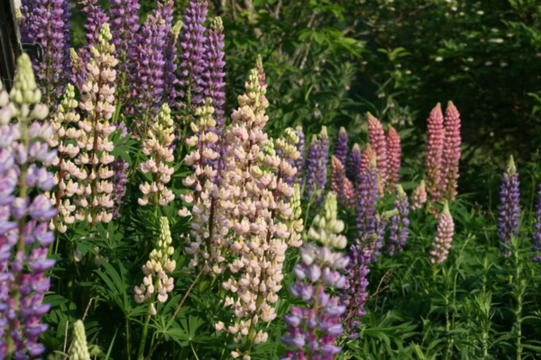 Seedville 75 Russell Lupine Flower Seeds, Mixed Colors & Attracts Pollinators - Image 3