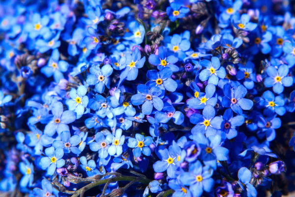 500 Blue FORGET ME NOT Myosotis Sylvatica Shade or Sun Perennial Flower Seeds - Image 5