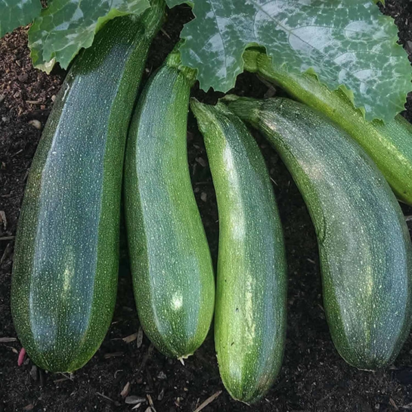 Elite Hybrid Zucchini Summer Squash Garden Seeds - 10 Seeds - Non-Gmo - Vegetable Gardening Seed - Image 2